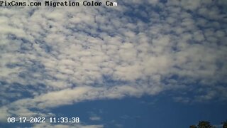 Hawks captured on the Optical migration camera 8/17/2022