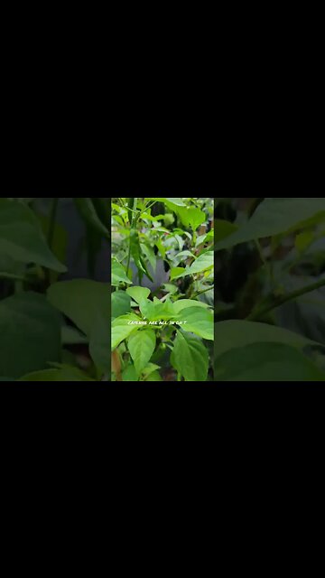 Pixie's Potager Summer growth update... #garden #electroculture #kitten #organicgardening #growth