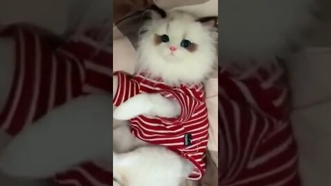 #funnycats#shorts