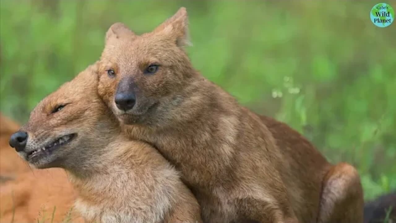 Dhole: Asias wild dog