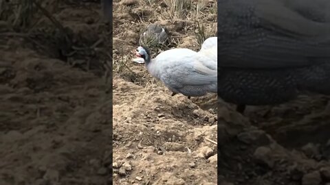 Tired baby bird sits in little hollow