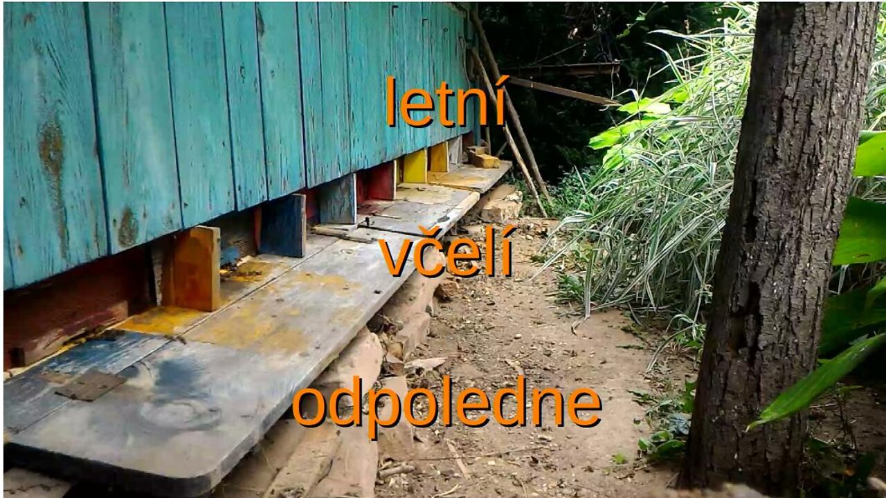 letní včelí odpoledne