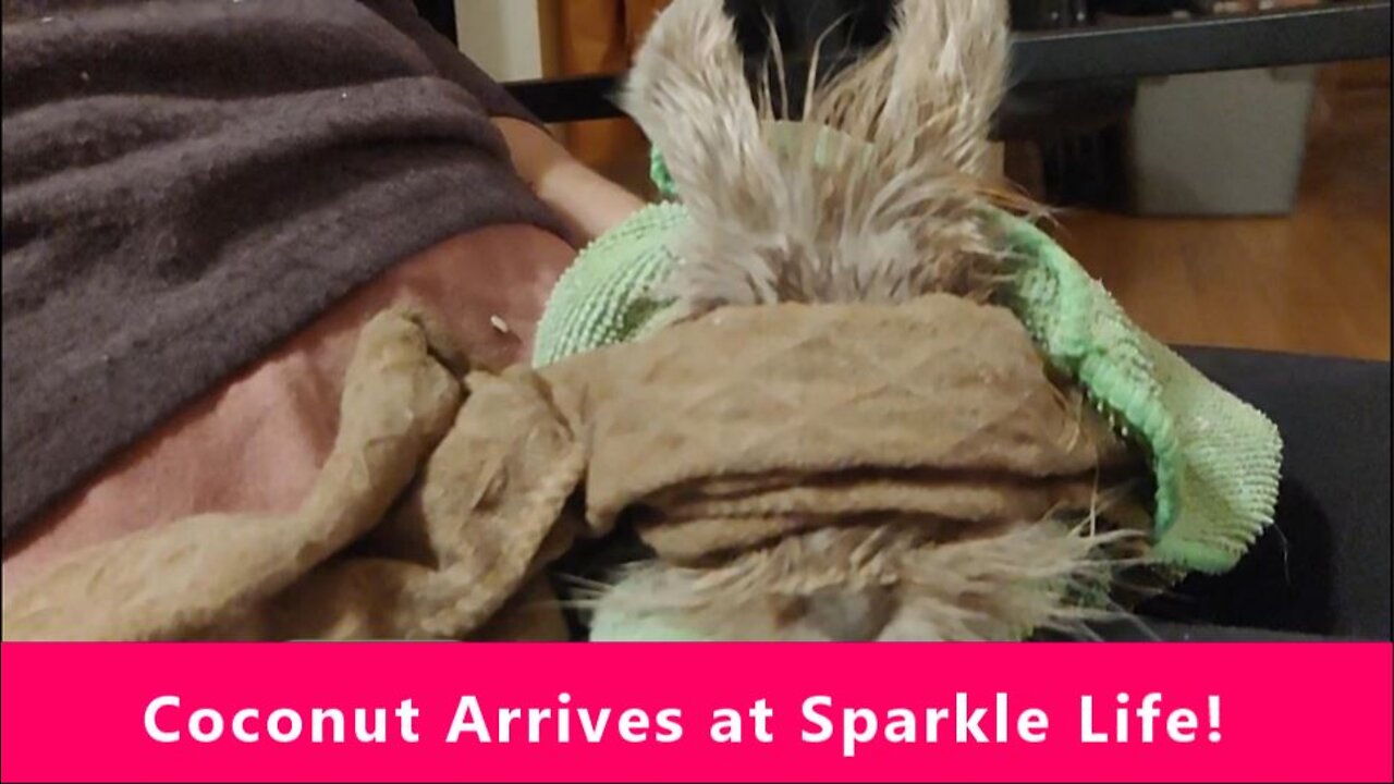 Coconut the Blind Bunny Arrives at Sparkle Life