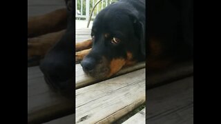 Rottweiler OMG Mom Is Weird 😂 #rottweiler #shorts