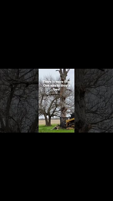 AMAZING TREE DROP!!!!