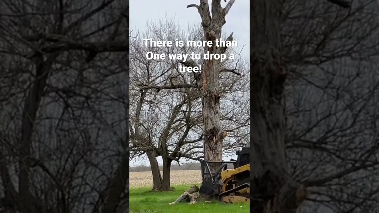 AMAZING TREE DROP!!!!