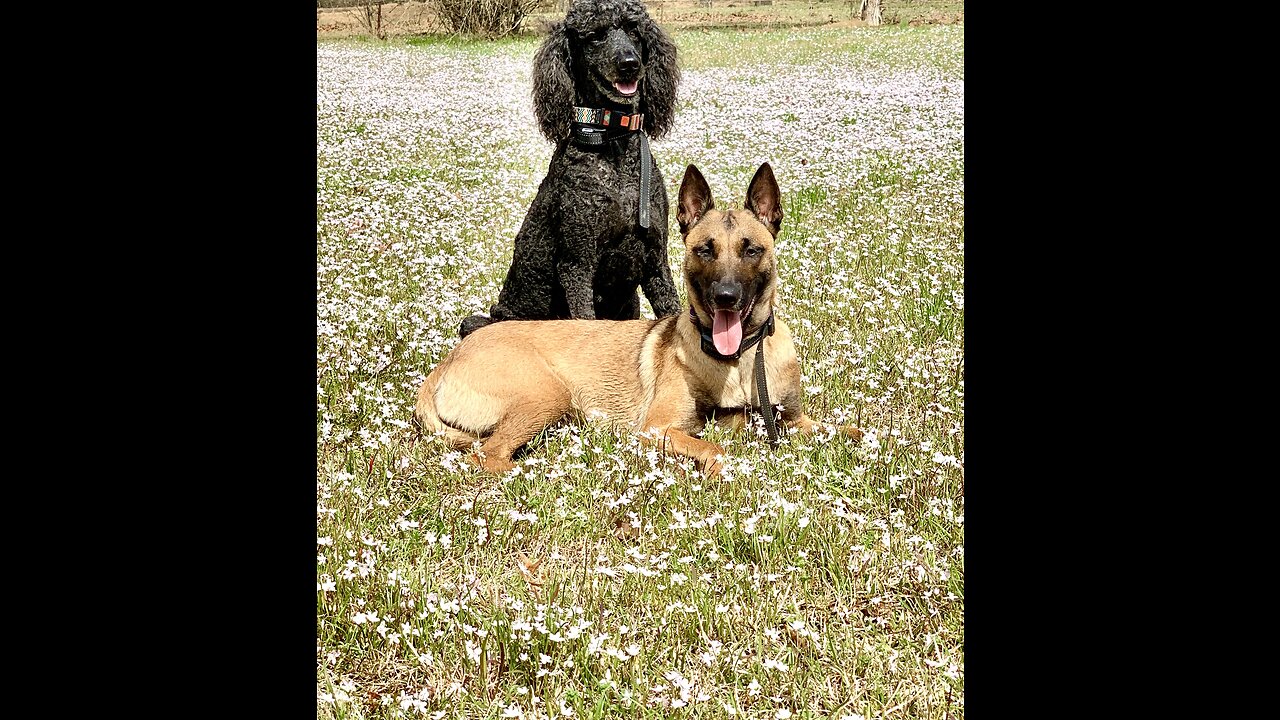 Standard poodle and Belgian Malinois pose in a field of wildflowers