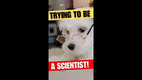 Doggy Delights: Cute Puppies Having Fun in Adorable Videos That Will Make You Delight! 🐶🎥