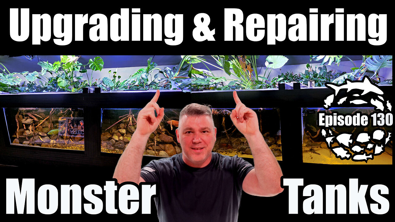 Repairing the 3000 Gallon Shark Tank and Upgrading the 4500 Gallon Xingu River Aquarium!