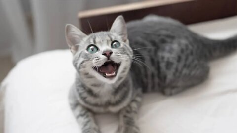 Cute and Funny Cat Videos Compilation - Don't try to hold back Laughter 😂 - FairyCats