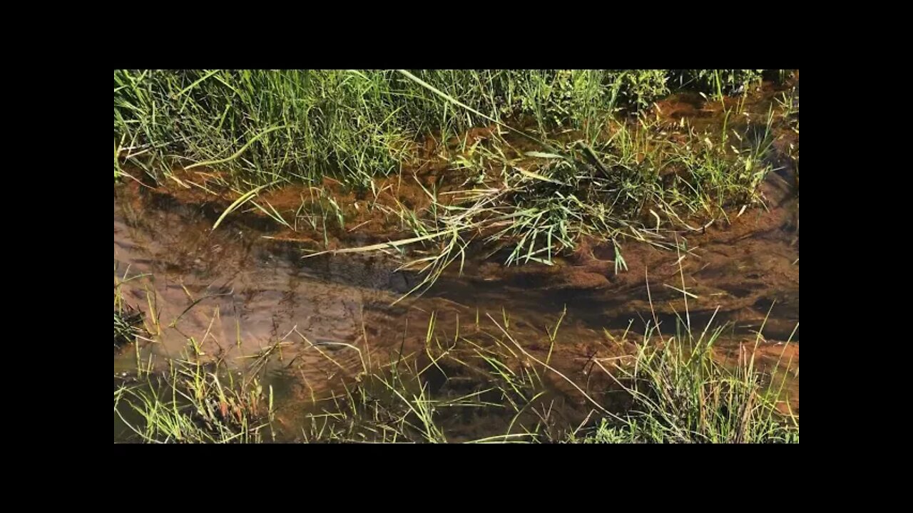 A look at our creek, how it flows and the little creatures living in it