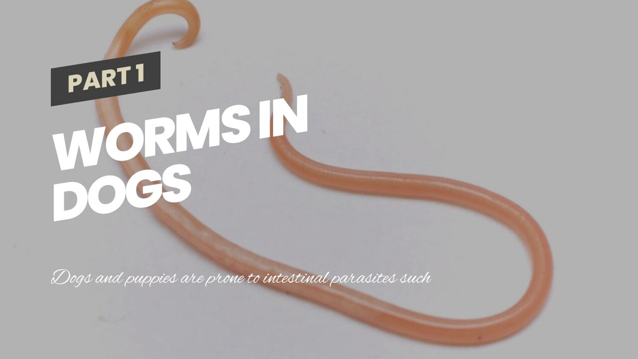 Worms In Dogs