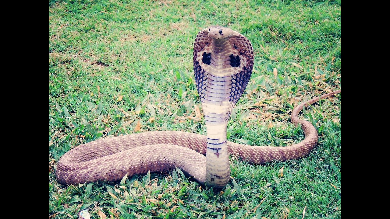 Most Venomous Animals TOP 10