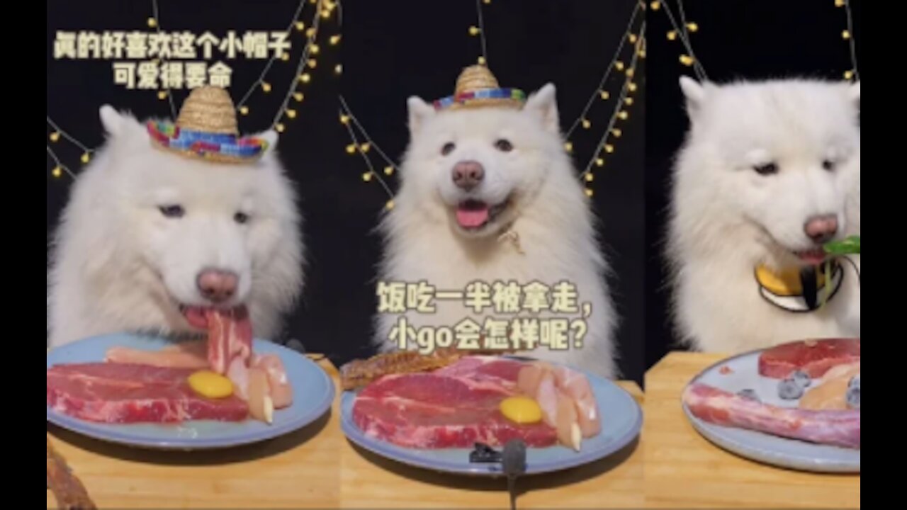 This cute husky dog ​​feasting on a good meal