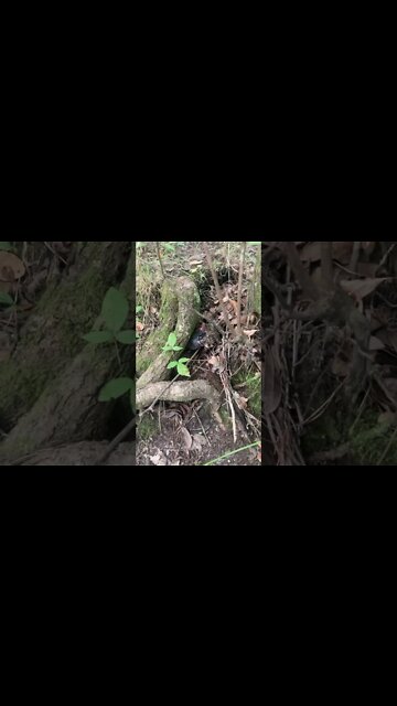 Snake choking down a Bullfrog!