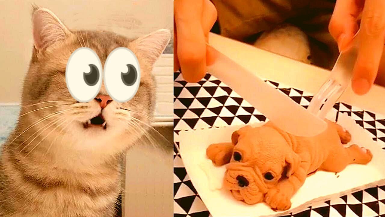 Kittens Cuddly Puppies Baby Cats Cute and Funny Cat Videos 2021 Try Not to Laugh SIN