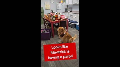 Looks like Maverick is having a party!