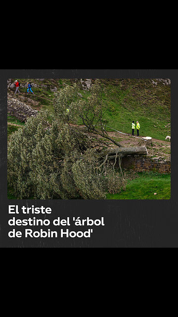 Ecocidio: talan ‘árbol de Robin Hood’ de casi 300 años de edad