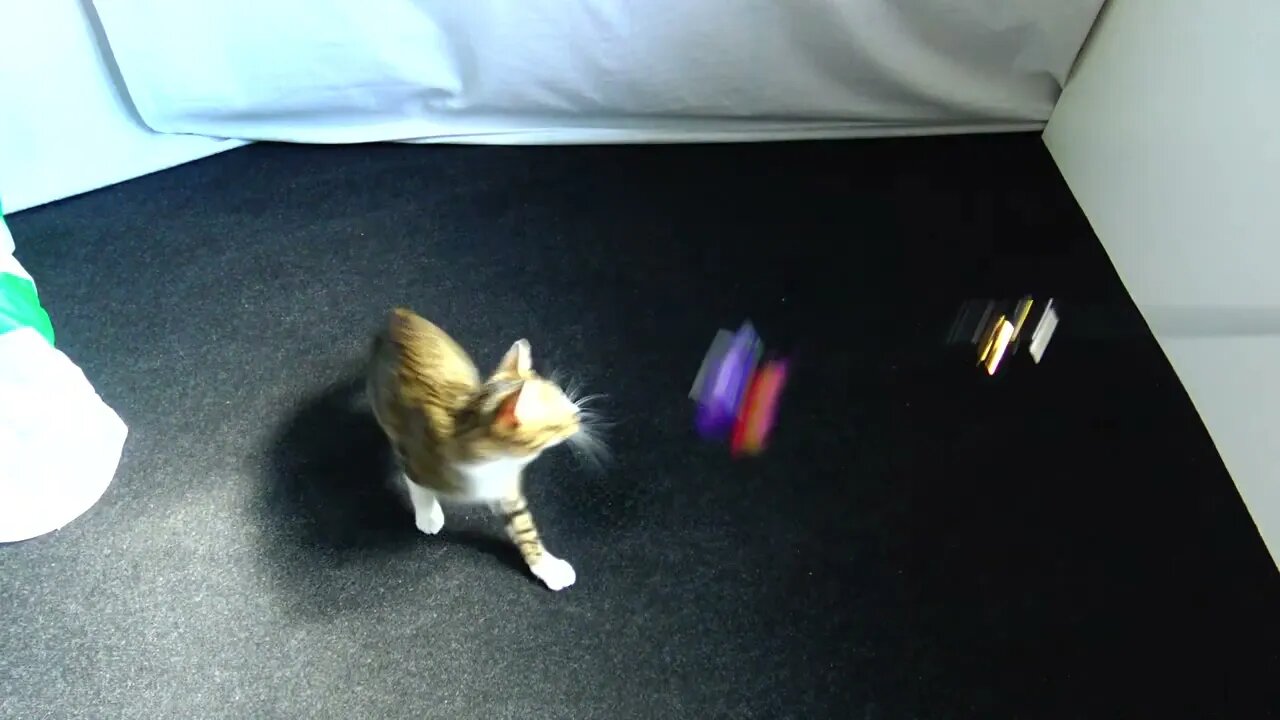 Playful Cat Loves His Toys