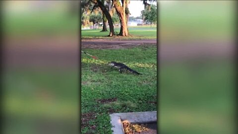 Home of the Gators lives up to its name at elementary school in Bartow