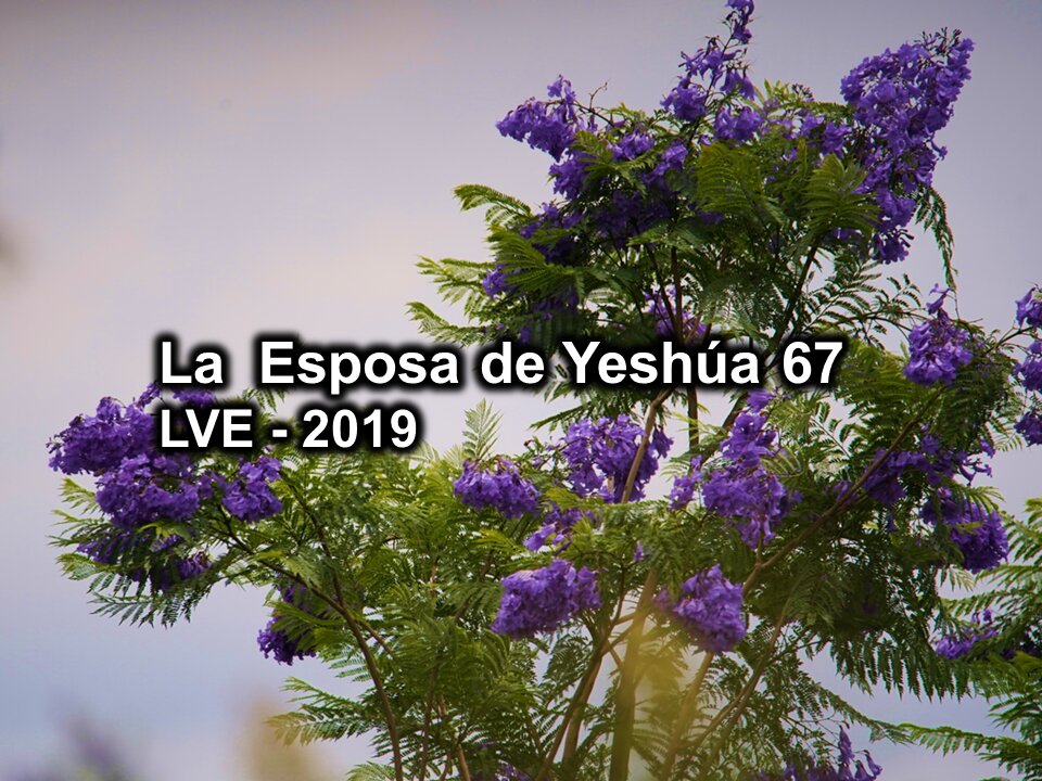 La Esposa de Yeshúa 67 - YHWH Ekjad 46 - Juan 8