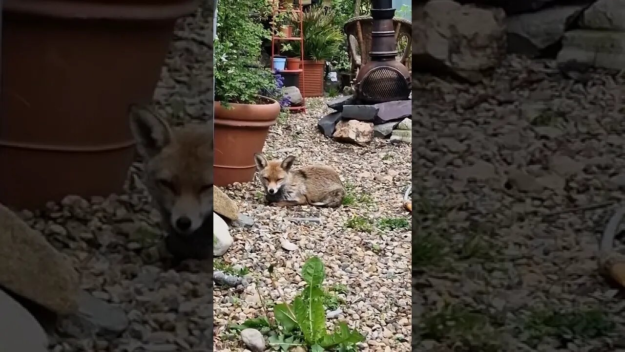 🦊Ajax a London urban fox chillin' on the gravel in a garden #SHORTS