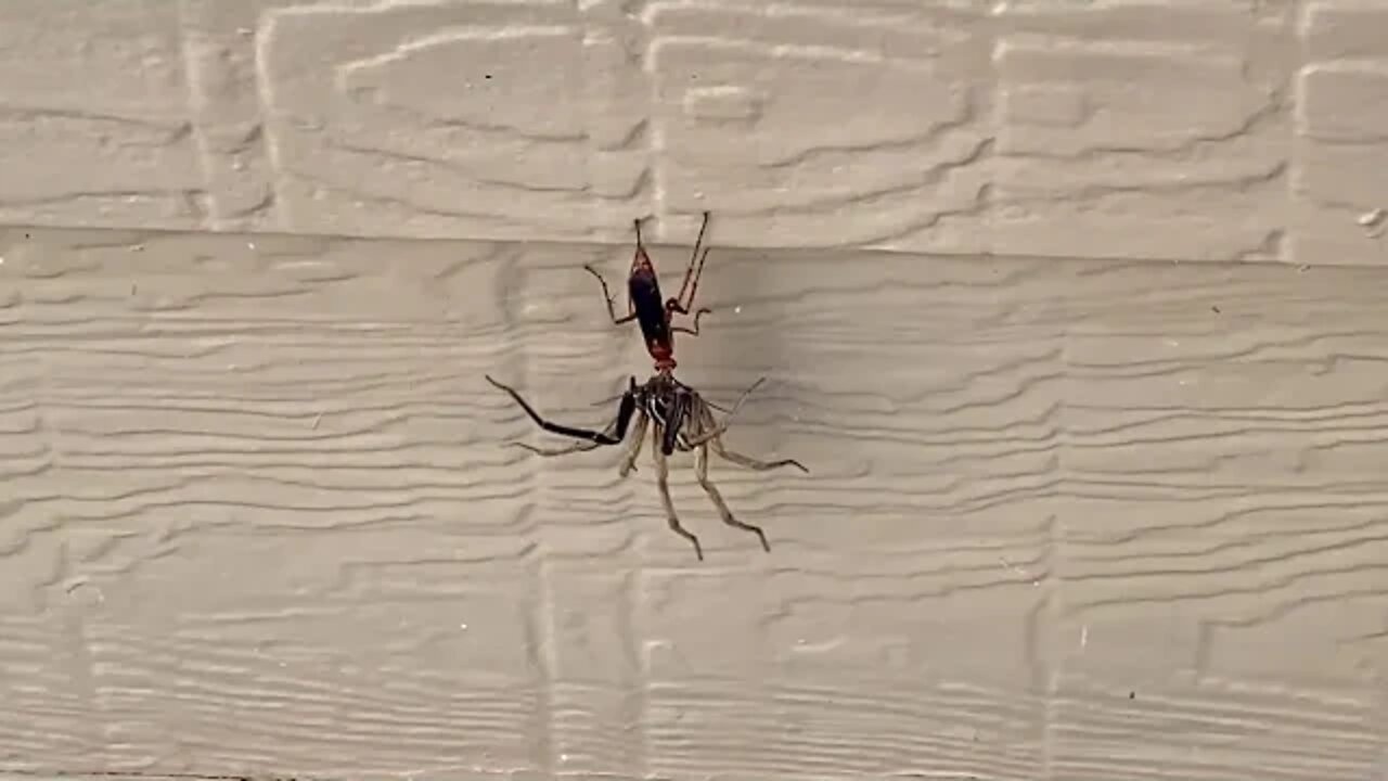 Wasp vs Spider - A Little Critter Behavior