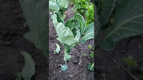 Brussel Sprouts get a haircut.