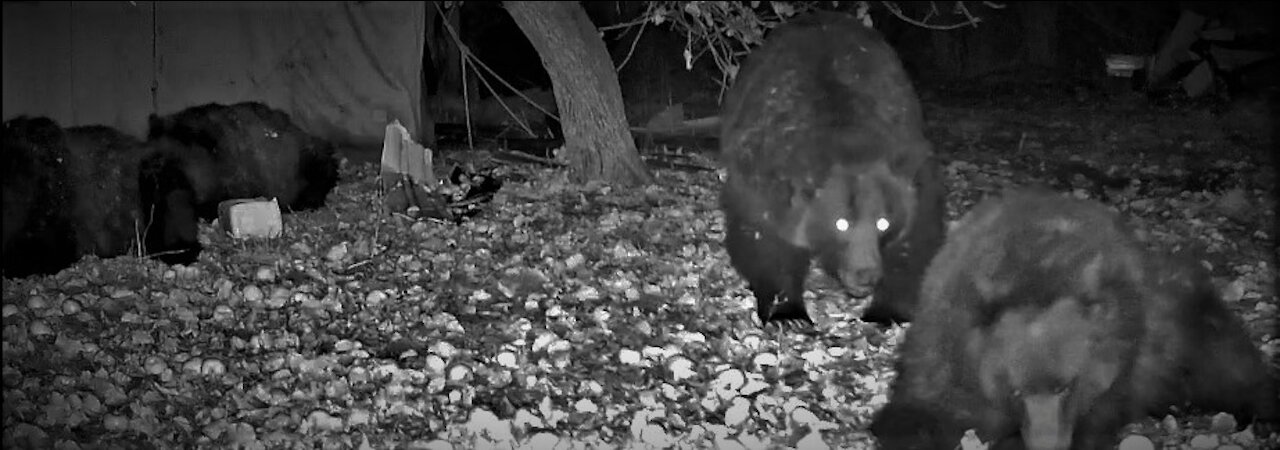 Grizzly bears having a midnight snack