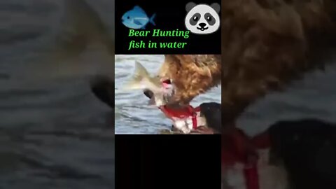 Bear Hunting fish in water 2022 #shorts #youtubeshorts #shortvideo