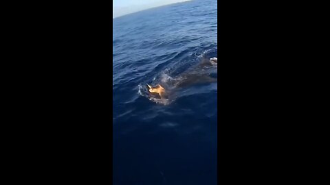 If you are in this situation, are you intervening and saving the Turtle from the Shark or let the