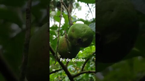 Pé de Goiaba