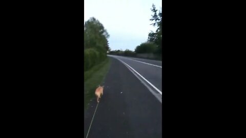Walkies