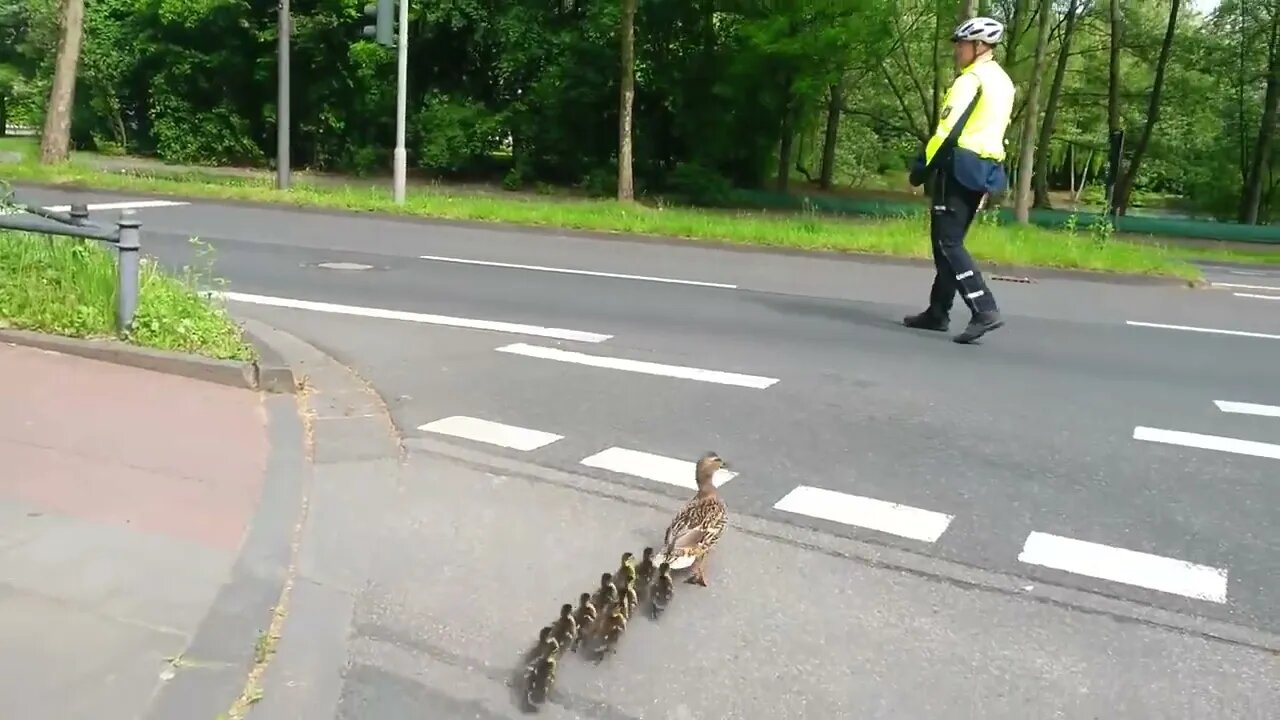 take care about duck family crossing road