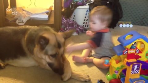 German Shepherd Protects Babies and Kids Compilation