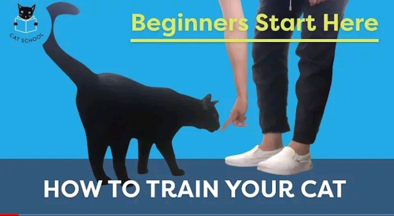 How To Train Your Cat:Begnners Start Here