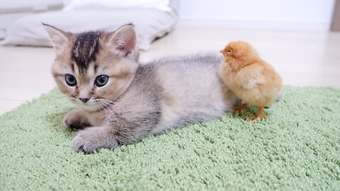 Cat and chick