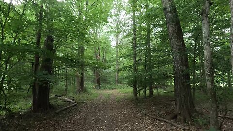 Beautiful Timelapse in the Woods