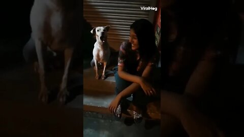 #funny#dog#shorts