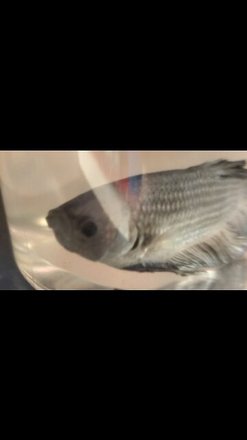 This is the biggest Betta fish I've ever seen!