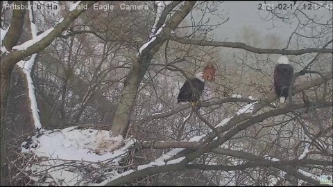 Hays Eagles Mom flys off and around stranger flys by 02 11 21 12 17 PM