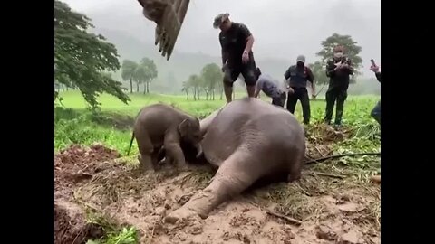 Vets rescue a mother elephant and her calf that fell in a drain in Thailand part 2