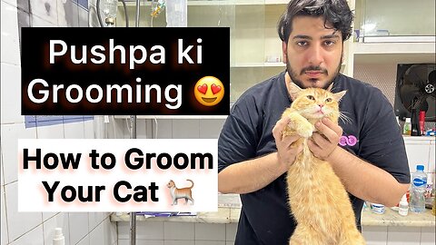 Persian Cat ki Grooming ghar par kesy krain ? How to Groom your Persian cat