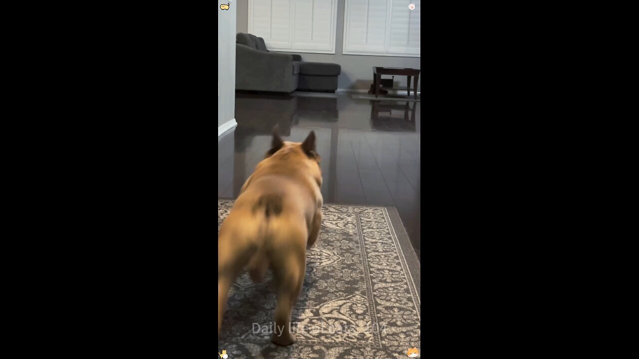 funny dogs