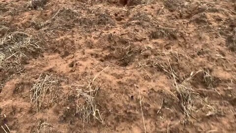 CRAZY AMOUNT OF DAMAGE public land deep fork wma 2020 bristow Oklahoma hog damage