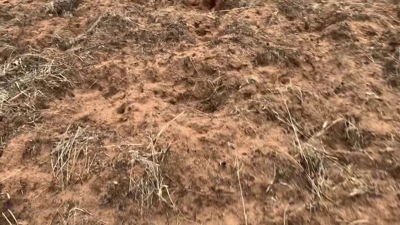 CRAZY AMOUNT OF DAMAGE public land deep fork wma 2020 bristow Oklahoma hog damage