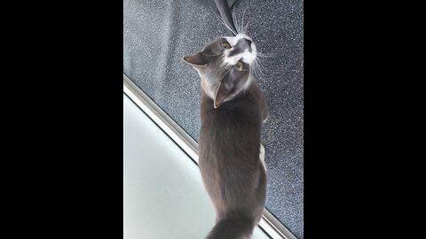 how good is the cat