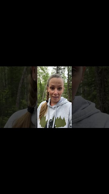 Spruce tips & hangin’ out with the sheep!🐑 #HomeFreeAlaska #Alaska #OffGrid #Shorts #Sprucetips