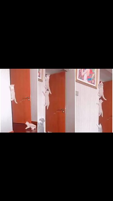 Several cat competed to climb on high