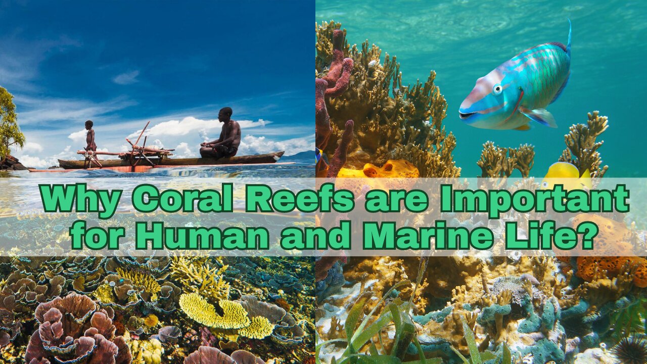 Why are Coral Reefs Important for Human and Marine Life.